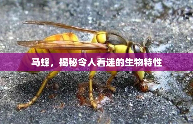 马蜂，揭秘令人着迷的生物特性