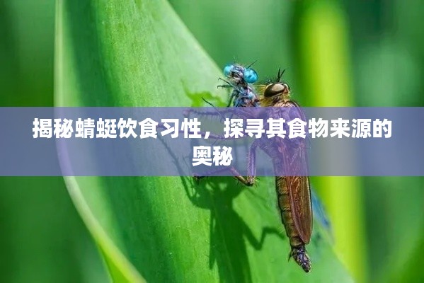 揭秘蜻蜓饮食习性，探寻其食物来源的奥秘