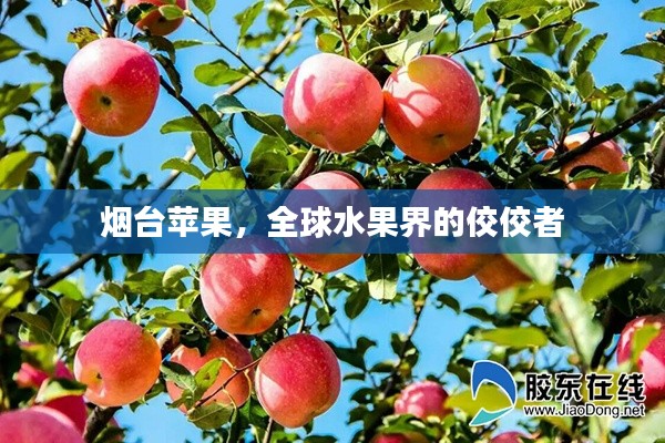 烟台苹果，全球水果界的佼佼者