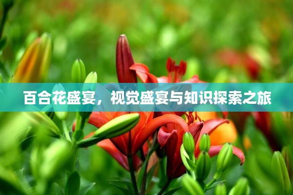 百合花盛宴，视觉盛宴与知识探索之旅