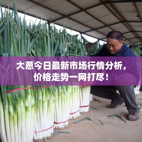 大葱今日最新市场行情分析，价格走势一网打尽！