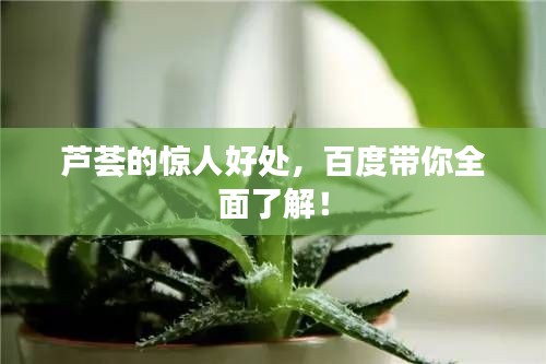 芦荟的惊人好处，百度带你全面了解！