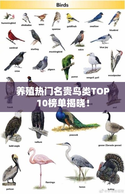 养殖热门名贵鸟类TOP10榜单揭晓！