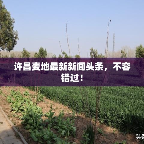 许昌麦地最新新闻头条，不容错过！