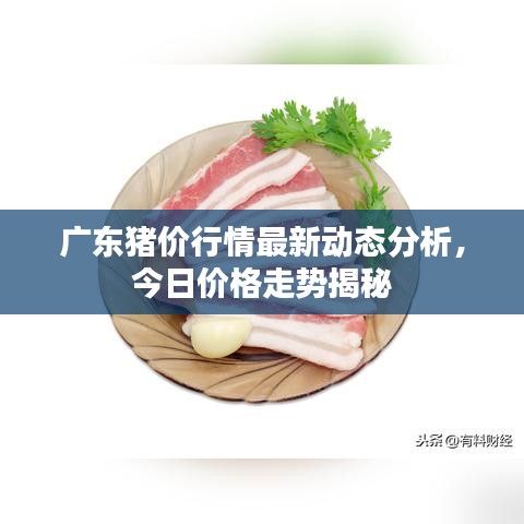 广东猪价行情最新动态分析，今日价格走势揭秘