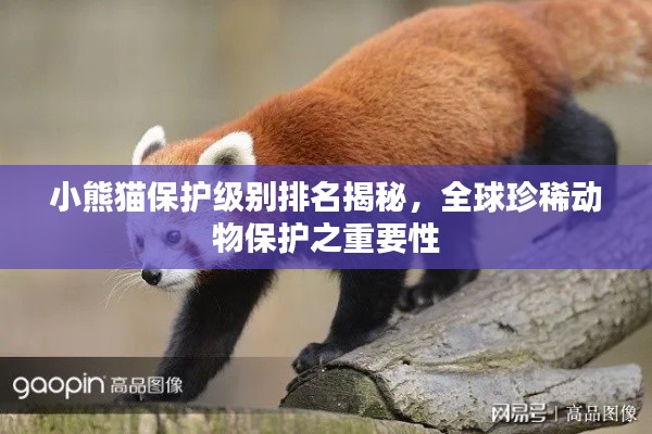 小熊猫保护级别排名揭秘，全球珍稀动物保护之重要性