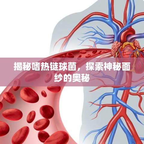 揭秘嗜热链球菌，探索神秘面纱的奥秘