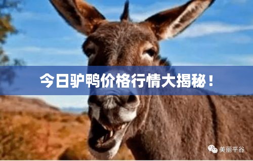 今日驴鸭价格行情大揭秘！