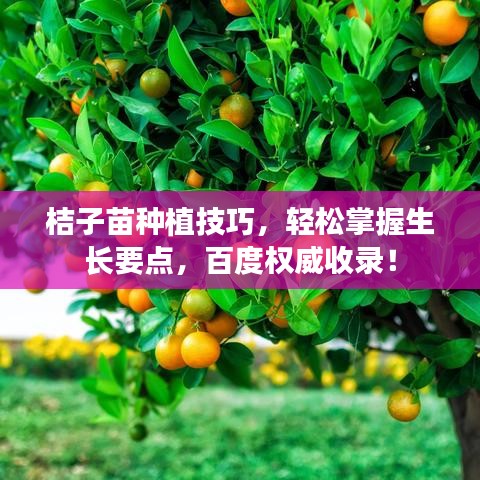 桔子苗种植技巧，轻松掌握生长要点，百度权威收录！