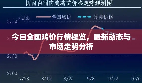 今日全国鸡价行情概览，最新动态与市场走势分析