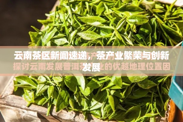 云南茶区新闻速递，茶产业繁荣与创新发展