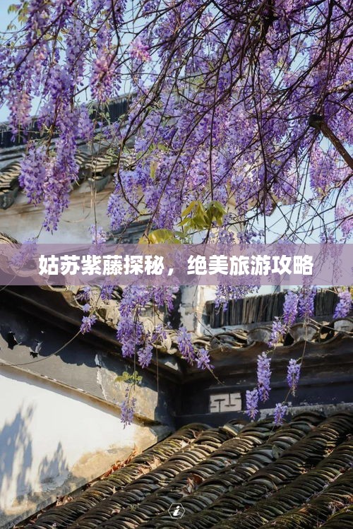 姑苏紫藤探秘，绝美旅游攻略