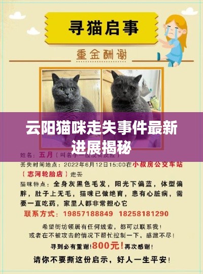 云阳猫咪走失事件最新进展揭秘