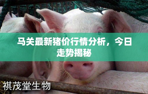 马关最新猪价行情分析，今日走势揭秘