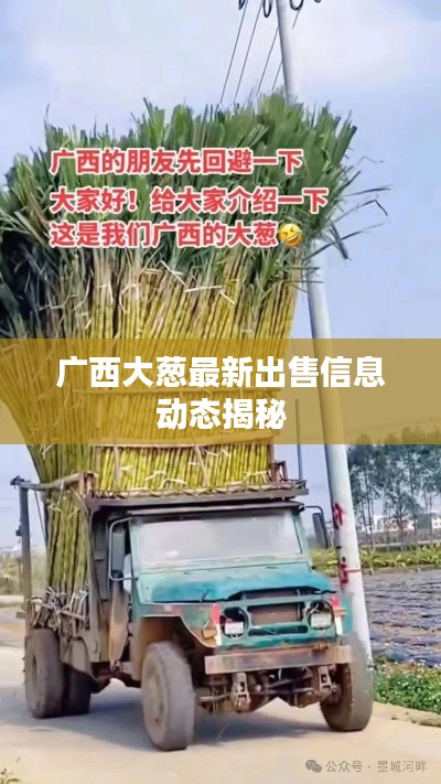 广西大葱最新出售信息动态揭秘